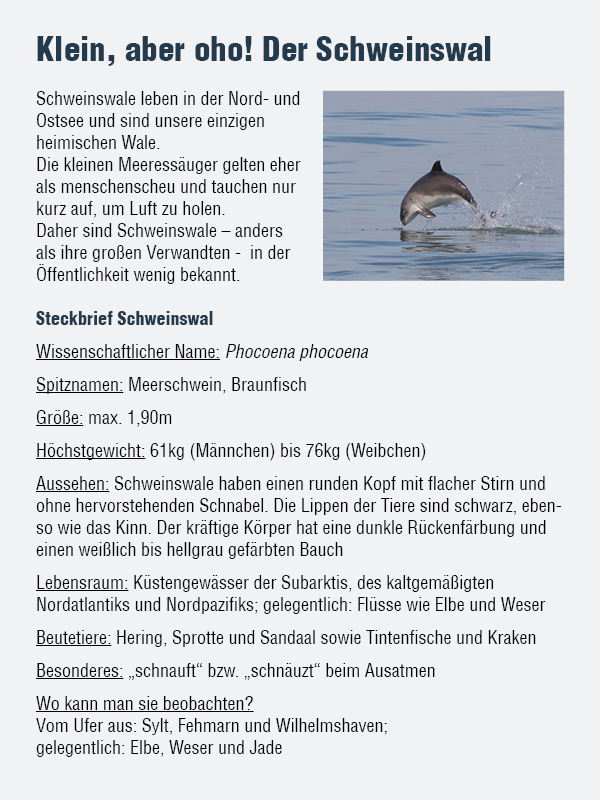 Schweinswal Pin - Whale and Dolphin Conservation Deutschland